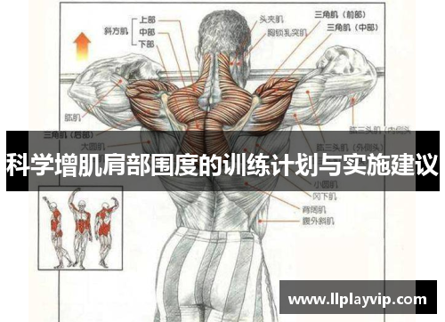 科学增肌肩部围度的训练计划与实施建议